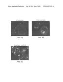 HUMAN MONOCLONAL ANTIBODIES AND METHODS FOR PRODUCING THE SAME diagram and image