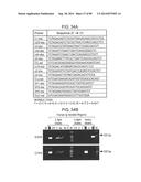 HUMAN MONOCLONAL ANTIBODIES AND METHODS FOR PRODUCING THE SAME diagram and image