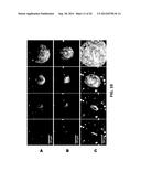 RAPID DETERMINATION OF MICROBIAL GROWTH AND ANTIMICROBIAL SUSCEPTIBILITY diagram and image