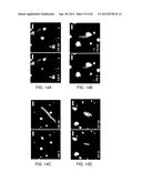 RAPID DETERMINATION OF MICROBIAL GROWTH AND ANTIMICROBIAL SUSCEPTIBILITY diagram and image