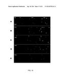 RAPID DETERMINATION OF MICROBIAL GROWTH AND ANTIMICROBIAL SUSCEPTIBILITY diagram and image