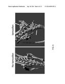 Rodents With Conditional Acvr1 Mutant Alleles diagram and image