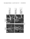 Rodents With Conditional Acvr1 Mutant Alleles diagram and image