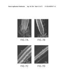 Methods of Affecting Plant Growth With MicroRNA diagram and image