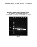 Genetically Modified Plants that are Insect-Resistant and/or Rot Resistant diagram and image