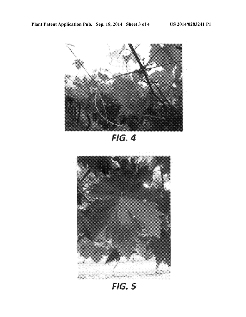 Grape plant named 'Stargrape 1' - diagram, schematic, and image 05
