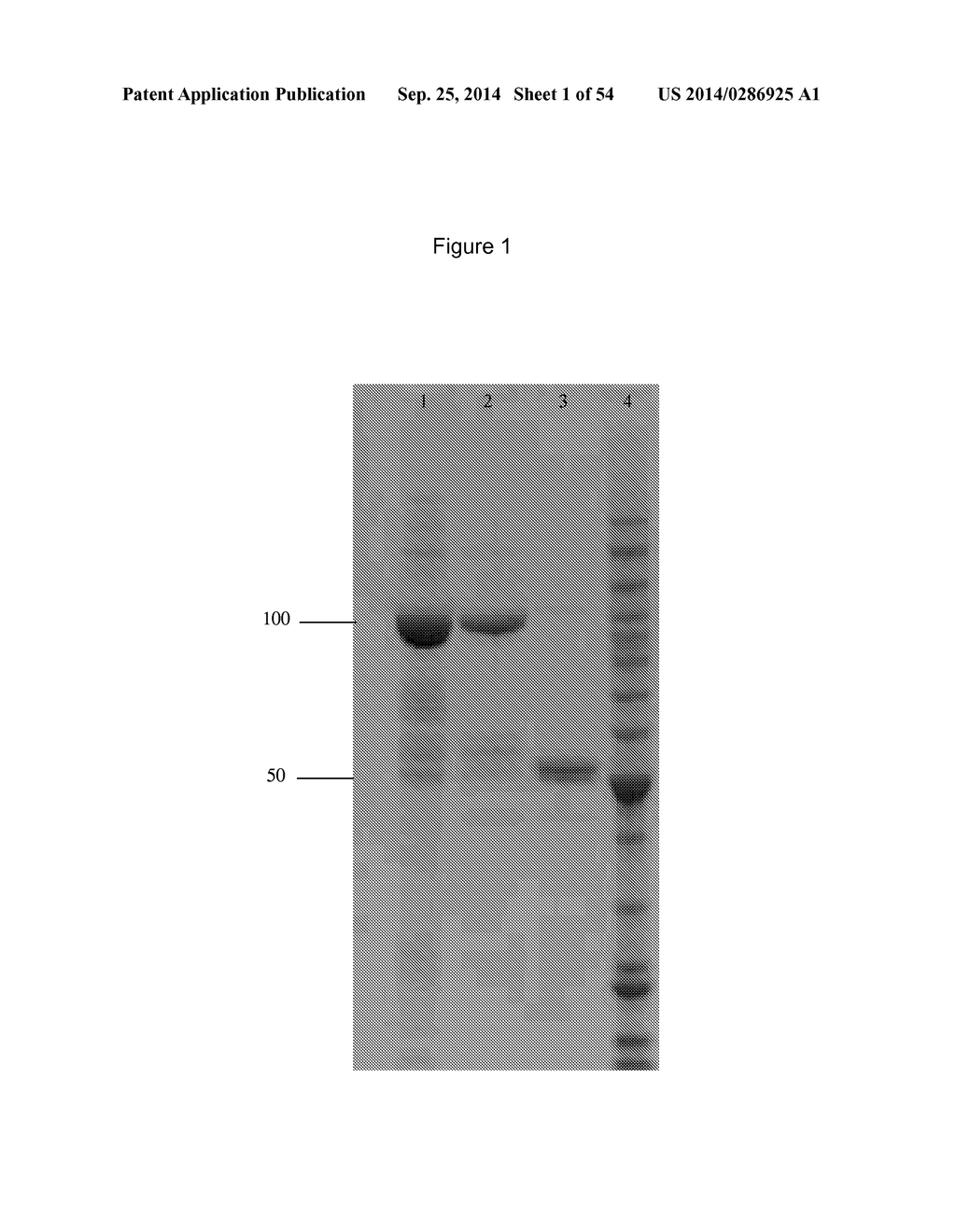 SUPPRESSION OF CANCER - diagram, schematic, and image 02