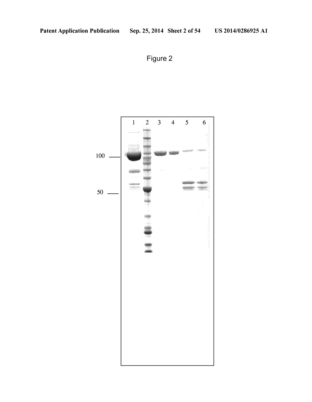 SUPPRESSION OF CANCER - diagram, schematic, and image 03