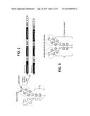 Interleukin-31 Monoclonal Antibody diagram and image