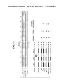 Interleukin-31 Monoclonal Antibody diagram and image