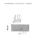 Interleukin-31 Monoclonal Antibody diagram and image