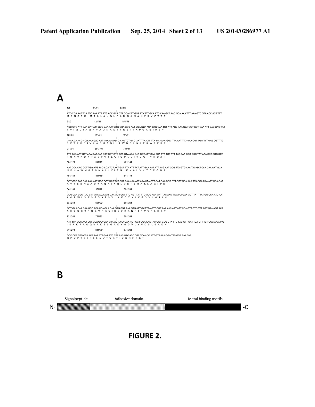 Protein F - A Novel Haemophilus Influenzae Adhesin with Laminin and     Vitronectin binding Properties - diagram, schematic, and image 03