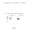 Protein F - A Novel Haemophilus Influenzae Adhesin with Laminin and     Vitronectin binding Properties diagram and image