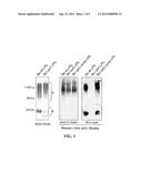 Modified Gram-Negative Bacteria For Use As Vaccines diagram and image