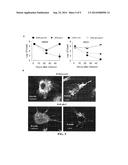 Modified Gram-Negative Bacteria For Use As Vaccines diagram and image