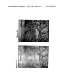 Solid Forms for Tissue Repair diagram and image