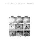 Solid Forms for Tissue Repair diagram and image