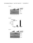 5 -TRIPHOSPHATE OLIGORIBONUCLEOTIDES diagram and image