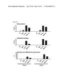 5 -TRIPHOSPHATE OLIGORIBONUCLEOTIDES diagram and image