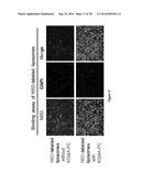 NANOPARTICLE-BASED DELIVERY SYSTEM WITH OXIDIZED PHOSPHOLIPIDS AS     TARGETING LIGANDS FOR THE PREVENTION, DIAGNOSIS AND TREATMENT OF     ATHEROSCLEROSIS diagram and image