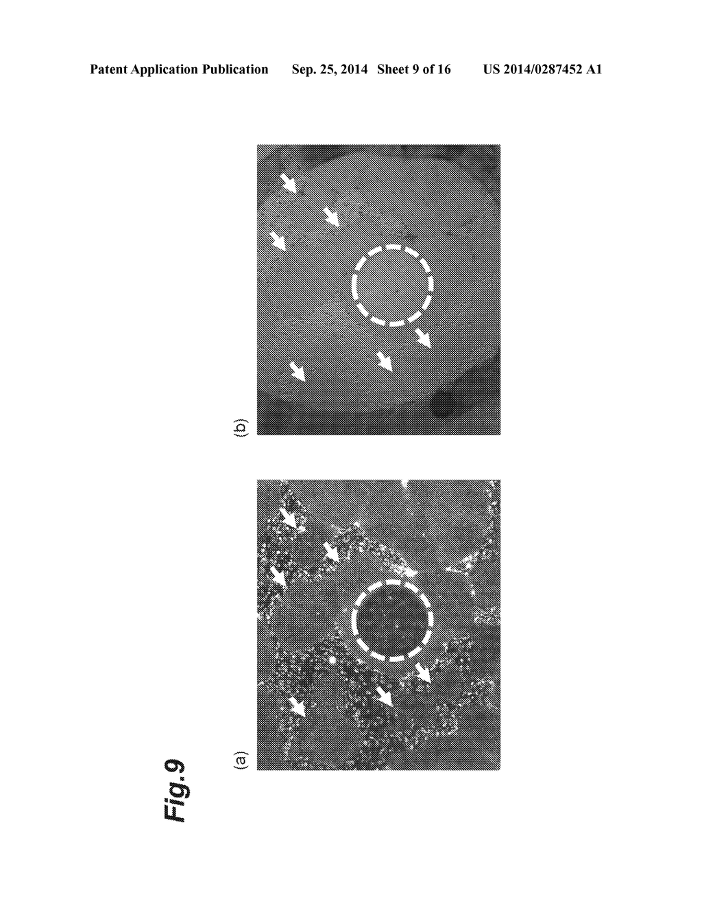 METHOD FOR OBSERVING STEM CELLS, METHOD FOR REMOVAL OF CELL REGION IN     STATE TENDING TOWARD DIFFERENTIATION, AND DEVICE FOR OBSERVING STEM CELLS - diagram, schematic, and image 10