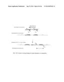 GENE INACTIVATED MUTANTS WITH ALTERED PROTEIN PRODUCTION diagram and image