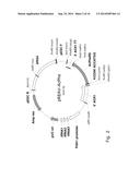 In Vivo Unnatural Amino Acid Expression in the Methylotrophic Yeast Pichia     Pastoris diagram and image