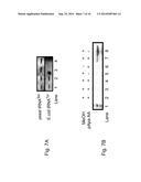 In Vivo Unnatural Amino Acid Expression in the Methylotrophic Yeast Pichia     Pastoris diagram and image