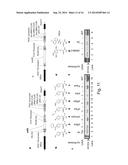 In Vivo Unnatural Amino Acid Expression in the Methylotrophic Yeast Pichia     Pastoris diagram and image