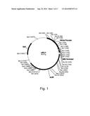 Methods For Eliminating Or Reducing The Expression Of A Gene In A     Filamentous Fungal Strain diagram and image