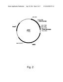 Methods For Eliminating Or Reducing The Expression Of A Gene In A     Filamentous Fungal Strain diagram and image