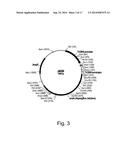 Methods For Eliminating Or Reducing The Expression Of A Gene In A     Filamentous Fungal Strain diagram and image