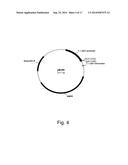 Methods For Eliminating Or Reducing The Expression Of A Gene In A     Filamentous Fungal Strain diagram and image