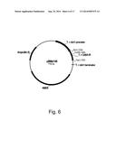 Methods For Eliminating Or Reducing The Expression Of A Gene In A     Filamentous Fungal Strain diagram and image