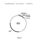 Methods For Eliminating Or Reducing The Expression Of A Gene In A     Filamentous Fungal Strain diagram and image