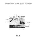 Methods For Eliminating Or Reducing The Expression Of A Gene In A     Filamentous Fungal Strain diagram and image