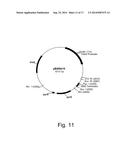 Methods For Eliminating Or Reducing The Expression Of A Gene In A     Filamentous Fungal Strain diagram and image