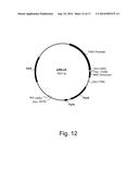 Methods For Eliminating Or Reducing The Expression Of A Gene In A     Filamentous Fungal Strain diagram and image