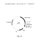 Methods For Eliminating Or Reducing The Expression Of A Gene In A     Filamentous Fungal Strain diagram and image