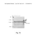 Methods For Eliminating Or Reducing The Expression Of A Gene In A     Filamentous Fungal Strain diagram and image