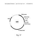 Methods For Eliminating Or Reducing The Expression Of A Gene In A     Filamentous Fungal Strain diagram and image