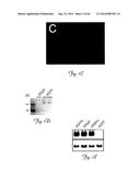 RNA INTERFERENCE SUPPRESSION OF NEURODEGENERATIVE DISEASES AND METHODS OF     USE THEREOF diagram and image