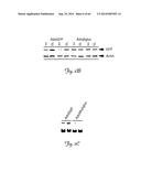 RNA INTERFERENCE SUPPRESSION OF NEURODEGENERATIVE DISEASES AND METHODS OF     USE THEREOF diagram and image