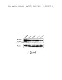 RNA INTERFERENCE SUPPRESSION OF NEURODEGENERATIVE DISEASES AND METHODS OF     USE THEREOF diagram and image