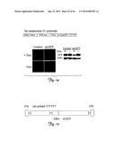 RNA INTERFERENCE SUPPRESSION OF NEURODEGENERATIVE DISEASES AND METHODS OF     USE THEREOF diagram and image