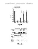 RNA INTERFERENCE SUPPRESSION OF NEURODEGENERATIVE DISEASES AND METHODS OF     USE THEREOF diagram and image