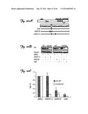 RNA INTERFERENCE SUPPRESSION OF NEURODEGENERATIVE DISEASES AND METHODS OF     USE THEREOF diagram and image