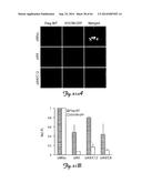 RNA INTERFERENCE SUPPRESSION OF NEURODEGENERATIVE DISEASES AND METHODS OF     USE THEREOF diagram and image