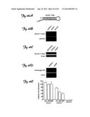 RNA INTERFERENCE SUPPRESSION OF NEURODEGENERATIVE DISEASES AND METHODS OF     USE THEREOF diagram and image