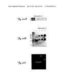 RNA INTERFERENCE SUPPRESSION OF NEURODEGENERATIVE DISEASES AND METHODS OF     USE THEREOF diagram and image